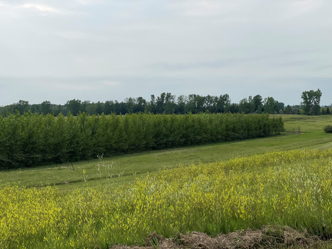 Water use efficiency of poplars grown for biomass production in the Midwestern United States