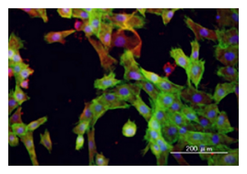 Details are in the caption following the image Details are in the caption following the image