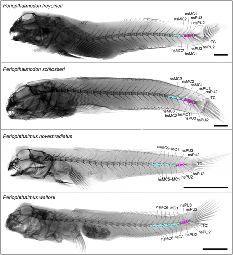 Details are in the caption following the image Details are in the caption following the image