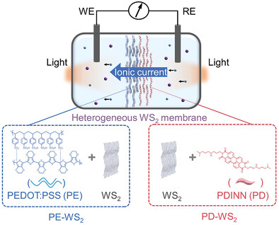 Bioinspired Light-Driven Proton Pump: Engineering Band Alignment of WS2 with PEDOT:PSS and PDINN