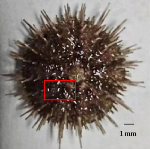 Details are in the caption following the image Details are in the caption following the image