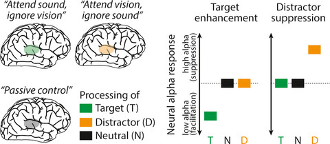 Target enhancement or distractor suppression? Functionally distinct alpha oscillations form the basis of attention