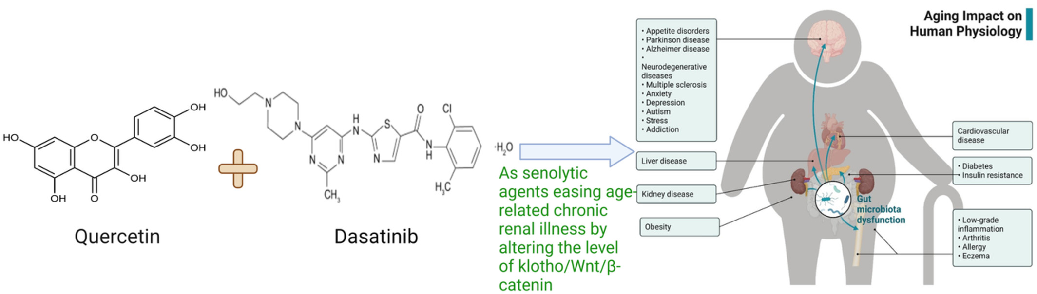 A study of the molecular mechanism of quercetin and dasatinib combination as senolytic in alleviating age-related and kidney diseases