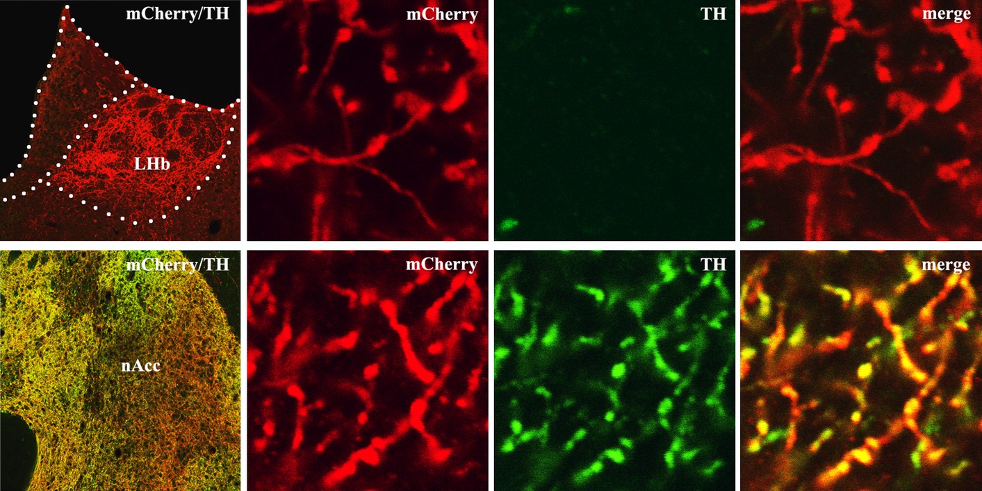 Glutamatergic and dopaminergic neurons in the mouse ventral tegmental area