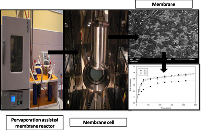 Ethyl Lactate Synthesis by Catalytic Membranes in a Pervaporation-Assisted Membrane Reactor