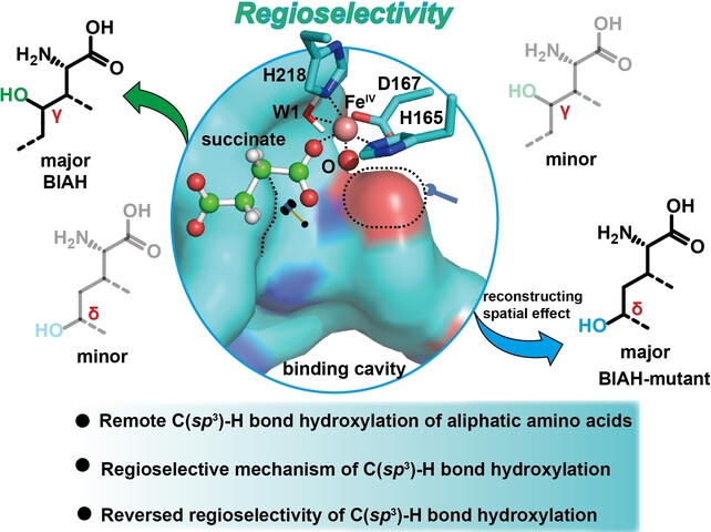 Rational Design of the Spatial Effect in a Fe(II)/α-Ketoglutarate-Dependent Dioxygenase Reverses the Regioselectivity of C(sp3)−H Bond Hydroxylation in Aliphatic Amino Acids