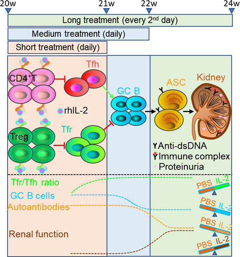 Sustained low-dose interleukin-2 therapy alleviates pathogenic humoral immunity via elevating the Tfr/Tfh ratio in lupus