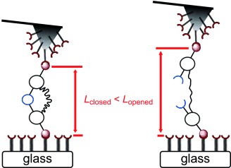 Pinpointing Mechanochemical Bond Rupture by Embedding the Mechanophore into a Macrocycle