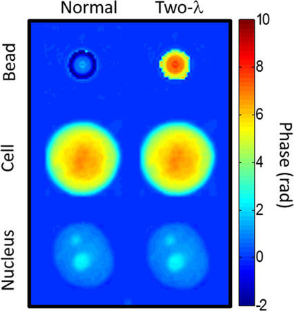 Is the nuclear refractive index lower than cytoplasm? Validation of phase measurements and implications for light scattering technologies