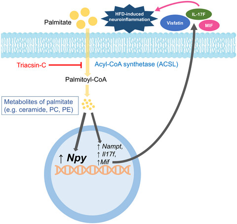 Palmitate-mediated induction of neuropeptide Y expression occurs through intracellular metabolites and not direct exposure to proinflammatory cytokines