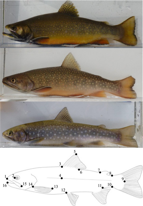 Maladaptive secondary sexual characteristics reduce the reproductive success of hybrids between native and non-native salmonids