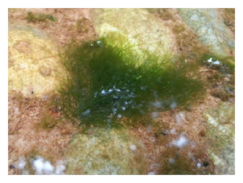 Details are in the caption following the image