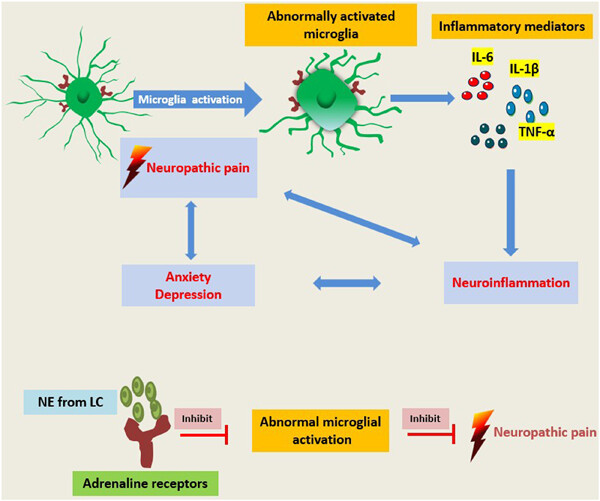 Effects of norepinephrine on microglial neuroinflammation and neuropathic pain
