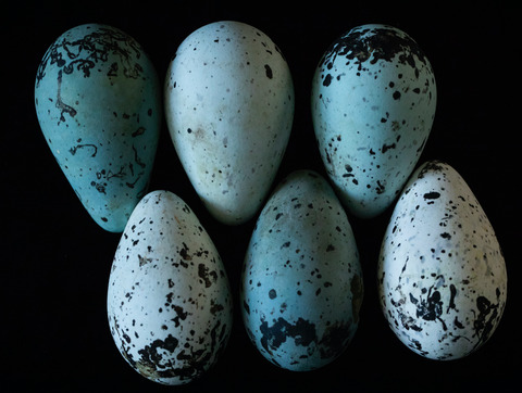 Multicomponent shell traits are consistent with an individual recognition function of the appearance of common murre (Uria aalge) eggs: A biological replication study