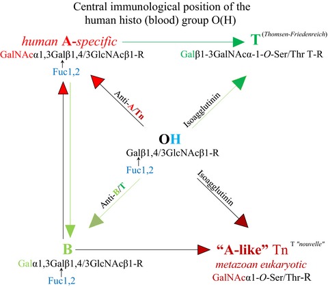 Early ovariectomy reveals the germline encoding of natural anti-A- and Tn-cross-reactive immunoglobulin M (IgM) arising from developmental O-GalNAc glycosylations. (Germline-encoded natural anti-A/Tn cross-reactive IgM)