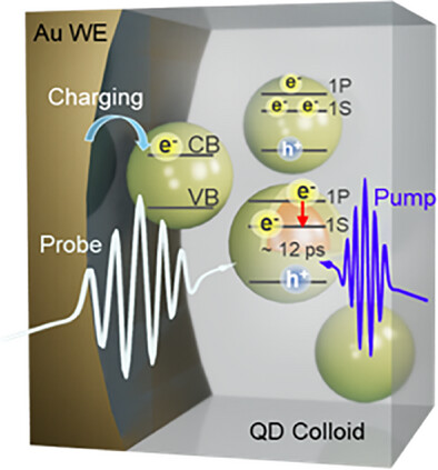 In Situ Studies of Multi-Carrier Dynamics in Electrochemically-Charged Colloidal CdSe/CdS Core/Shell Quantum Dots