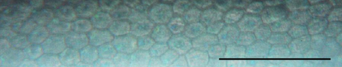 Details are in the caption following the image