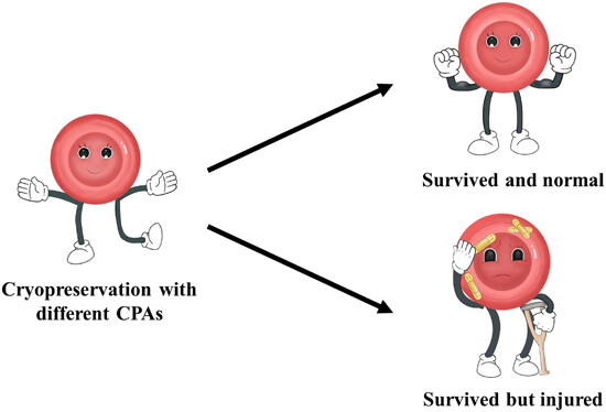 Cryoprotectants for red blood cells: Evaluate safety and effectiveness by in vitro measures