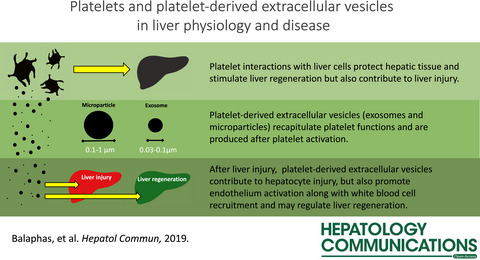 Platelets and Platelet-Derived Extracellular Vesicles in Liver Physiology and Disease