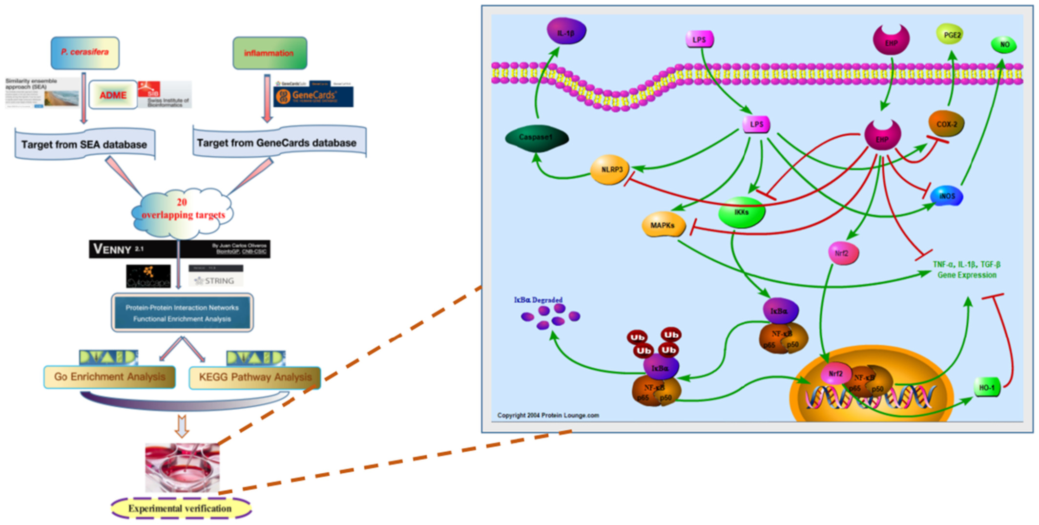 A network pharmacology strategy combined with in vitro experiments to investigate the potential anti-inflammatory mechanism of Prunus cerasifera Ehrhart