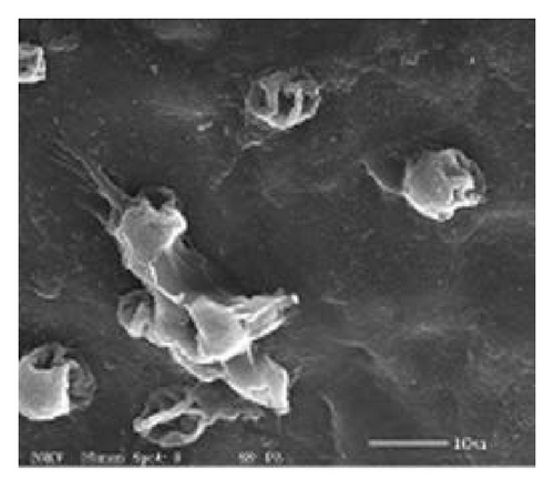 Details are in the caption following the image