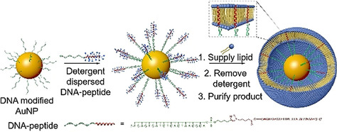 Construction of Liposomes Mimicking Cell Membrane Structure through Frame-Guided Assembly
