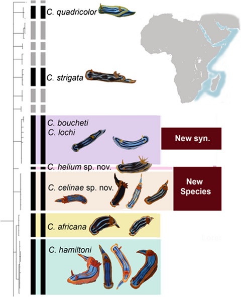 Systematic review of the “Chromodoris quadricolor group” of East Africa, with descriptions of two new species of the genus Chromodoris Alder & Hancock, 1855 (Heterobranchia, Nudibranchia)