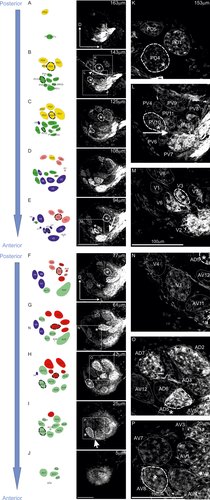 Details are in the caption following the image Details are in the caption following the image