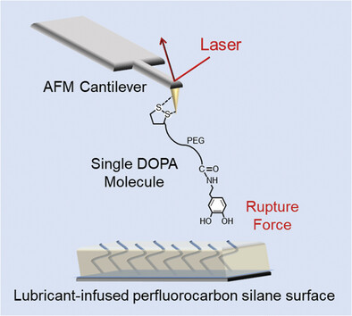 Molecular Interaction Mechanisms Between Lubricant-Infused Slippery Surfaces and Mussel-Inspired Polydopamine Adhesive and DOPA Moiety