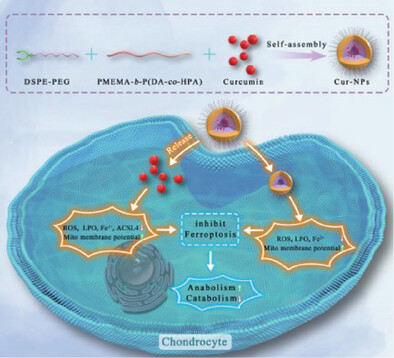 A Novel Curcumin-Loaded Nanoplatform Alleviates Osteoarthritis by Inhibiting Chondrocyte Ferroptosis