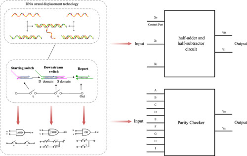 Construction of logic circuit with modular molecular switching strategy based on DNA strand displacement
