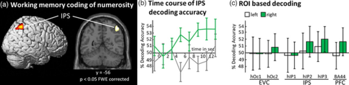 Representation of visual numerosity information during working memory in humans: An fMRI decoding study