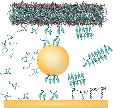 Peptide Self-Assembly into Amyloid Fibrils at Hard and Soft Interfaces—From Corona Formation to Membrane Activity