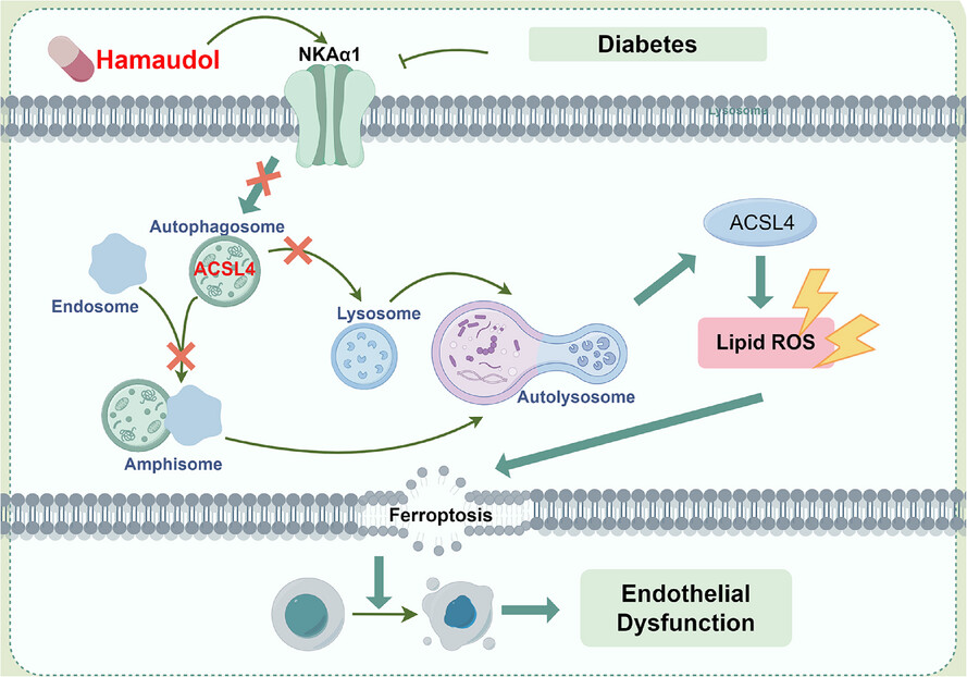 Sodium pump subunit NKAα1 protects against diabetic endothelial dysfunction by inhibiting ferroptosis through the autophagy-lysosome degradation of ACSL4