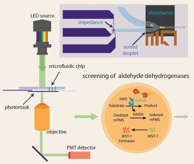 High-Throughput Absorbance-Activated Droplet Sorting for Engineering Aldehyde Dehydrogenases