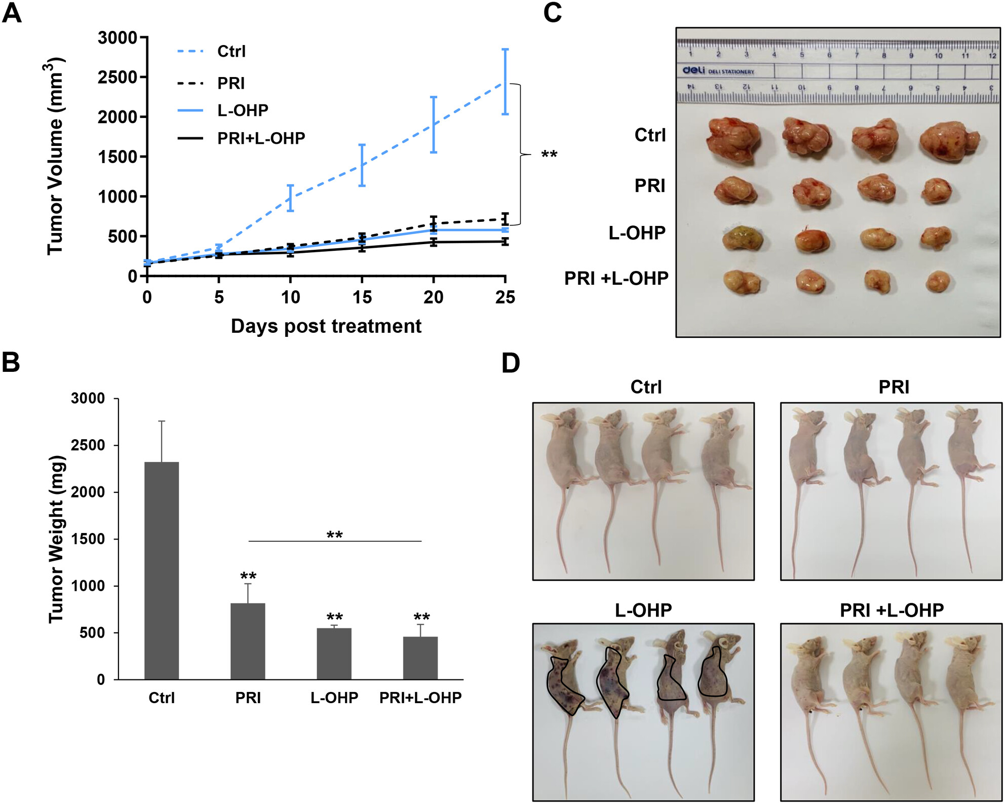 Molecular Mechanisms of Synergistic Effect of PRIMA-1met and Oxaliplatin in Colorectal Cancer With Different p53 Status