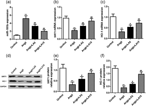 Licochalcone A attenuates abdominal aortic aneurysm induced by angiotensin II via regulating the miR-181b/SIRT1/HO-1 signaling