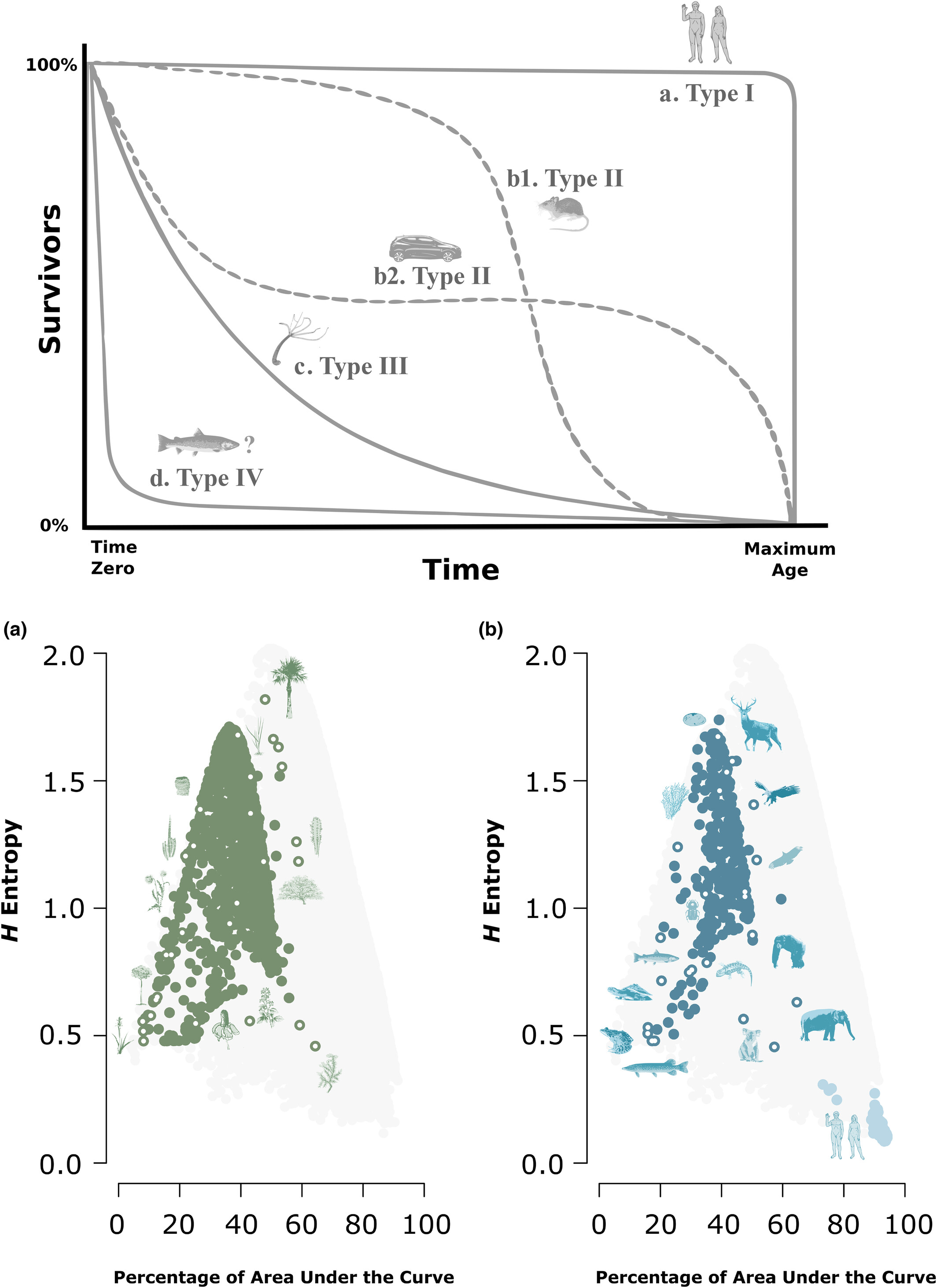 Measuring the shape of mortality across animals and plants: Alternatives to H entropy metrics reveal hidden type IV survivorship curves and associations with parental care at macro-ecological scales