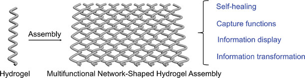 Multifunctional Network-Shaped Hydrogel Assemblies