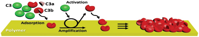 Complement Activation Dramatically Accelerates Blood Plasma Fouling On Antifouling Poly(2-hydroxyethyl methacrylate) Brush Surfaces