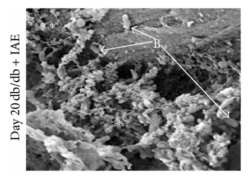 Details are in the caption following the image