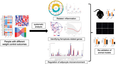 Identifying Ferroptosis-Related Genes Associated with Weight Loss Outcomes and Regulation of Adipocyte Microenvironment