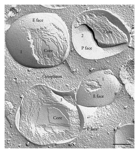 Details are in the caption following the image