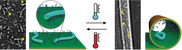 Controlled Retention and Release of Biomolecular Transport Systems Using Shape-Changing Polymer Bilayers