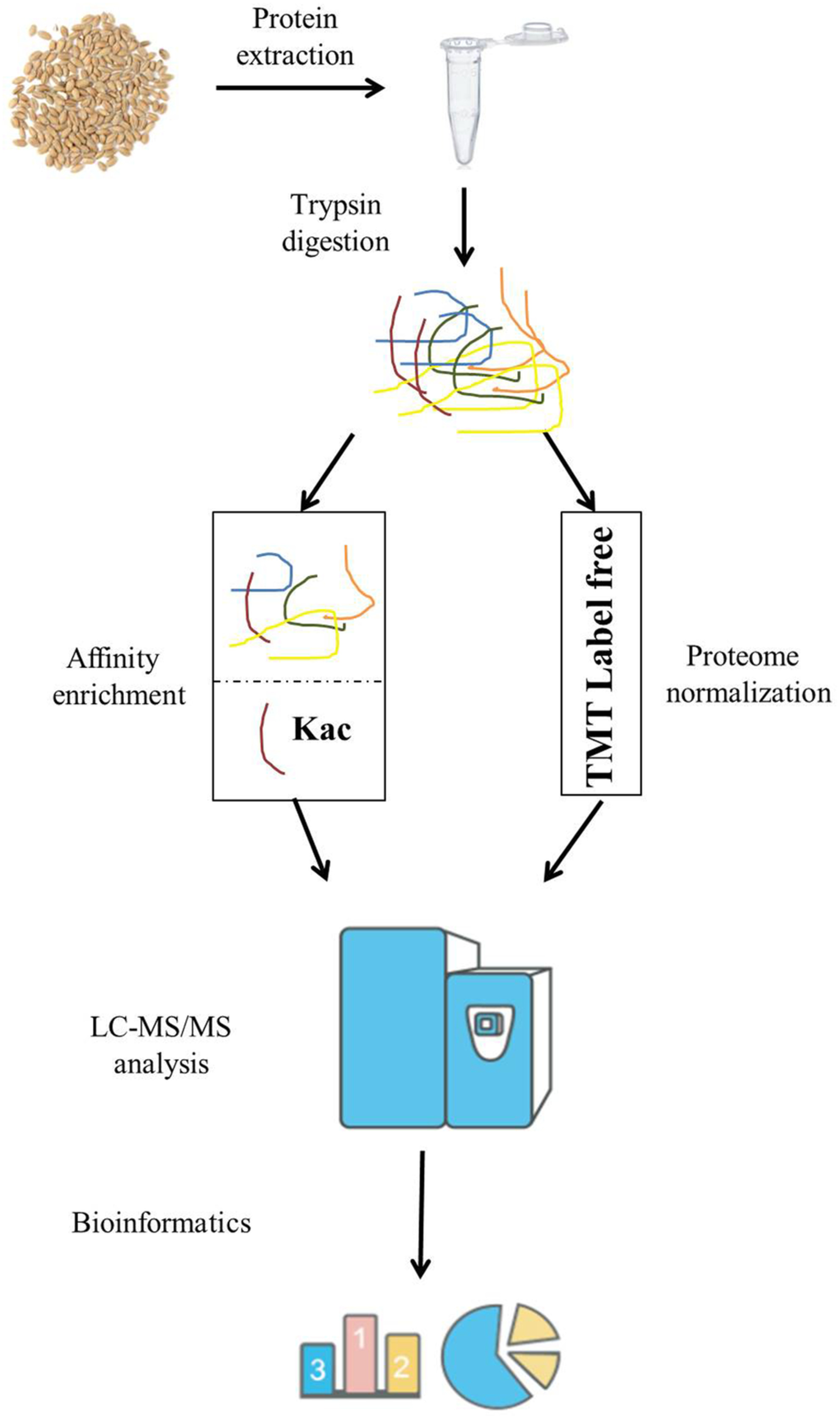 Comprehensive proteome and lysine acetylome analysis after artificial aging reveals the key acetylated proteins involved in wheat seed oxidative stress response and energy production