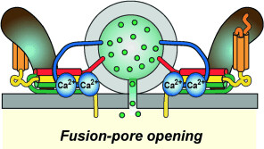 The Molecular Machinery of Neurotransmitter Release (Nobel Lecture)