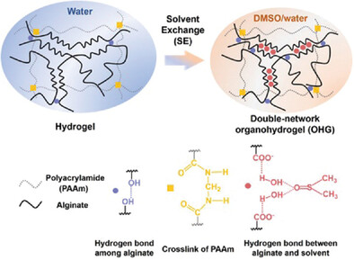 Double-Network Organohydrogels Toughened by Solvent Exchange