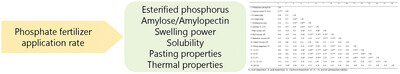 Effects of Phosphate Fertilization Rates on Physicochemical Properties of Potato Starch
