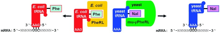 Old Codons, New Amino Acids