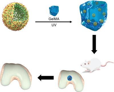Self-Assemble Silk Fibroin Microcapsules for Cartilage Regeneration through Gene Delivery and Immune Regulation